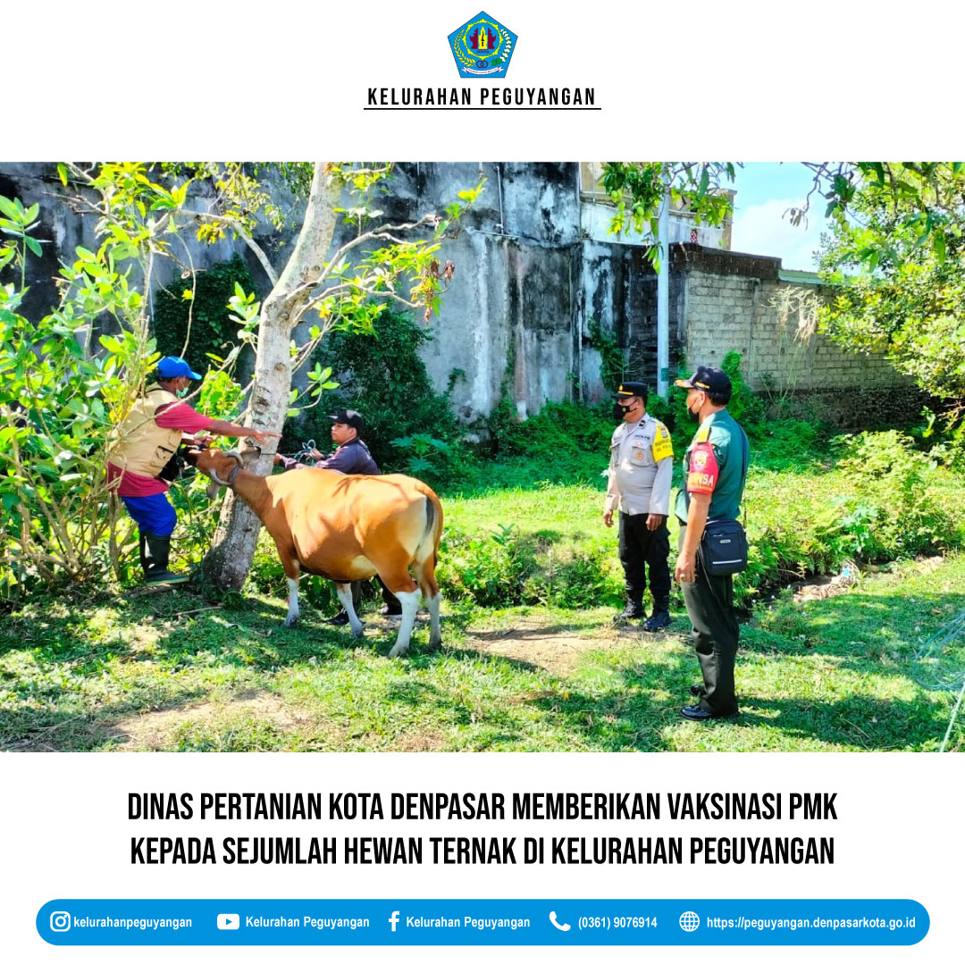 DINAS PERTANIAN KOTA DENPASAR MELAKSANAKAN VAKSINASI PMK DI KELURAHAN PEGUYANGAN