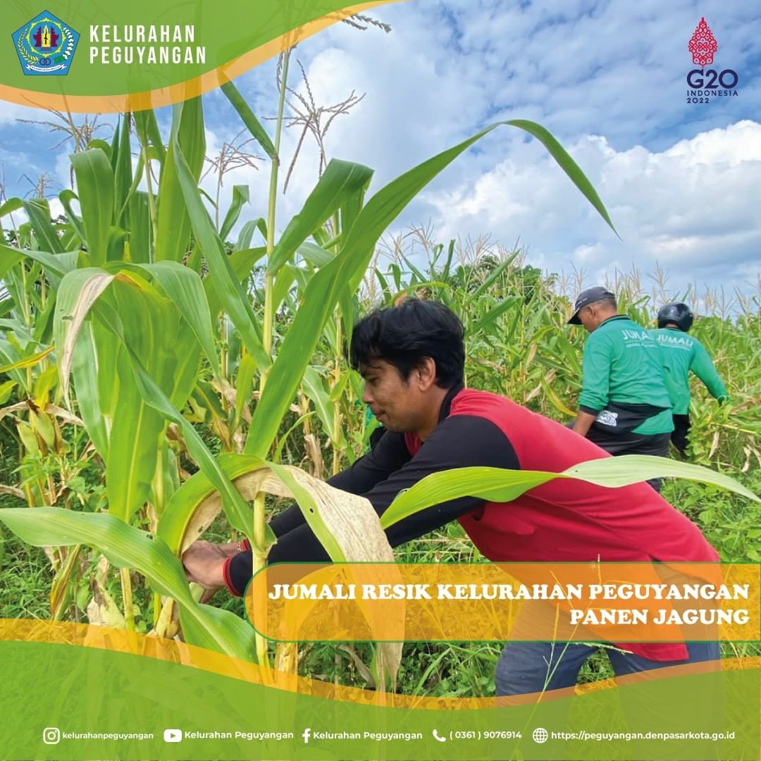 JURU PEMANTAU LINGKUNGAN (JUMALI) KELURAHAN PEGUYANGAN PANEN JAGUNG.